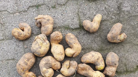 Vergroeide aardappelen door droogte en daarna veel regen.