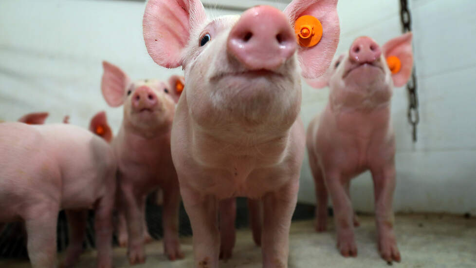 Ervaringen uit het buitenland, zoals Finland en Duitsland, geven aan dat het creëren van functiegebieden belangrijk is voor meer natuurlijk gedrag en minder stress bij varkens.