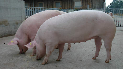 De Zwitserse zeugen zijn kalmer en zorgzamer dan hun soortgenoten die in West-Europa de varkensstallen domineren.