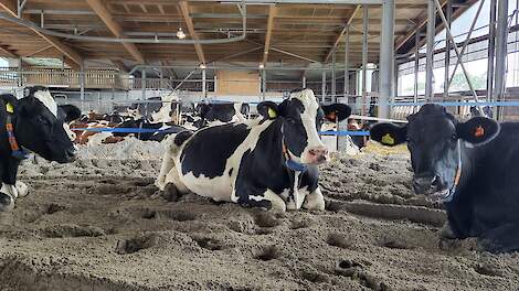 Koeien in het zand.