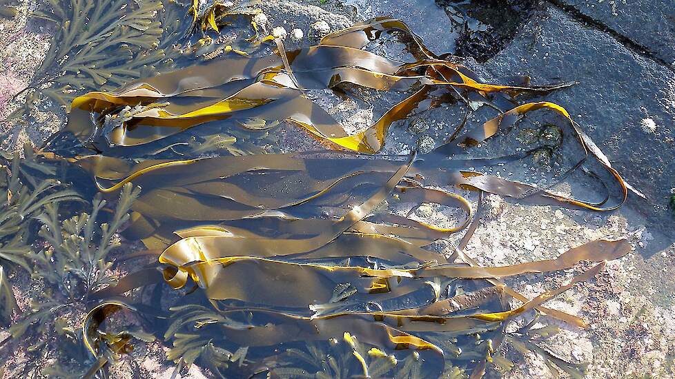 foto van zeewier in een ondiep laagje water