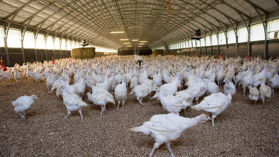 De hoog pathogene vogelgriepgolf in de VS zorgde vorig jaar voor een ravage in de Amerikaanse kalkoensector. Beeld ter illustratie.