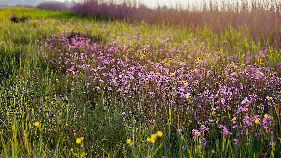 Het Ilperveld als voorbeeld van plattelandsnatuur.