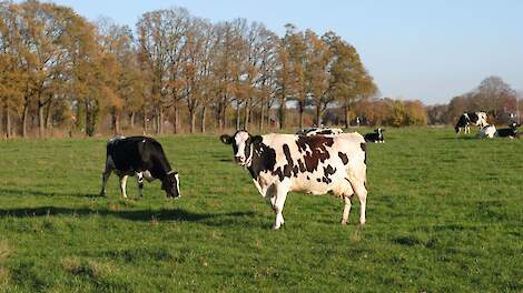 Zwartbonte Holstein koe