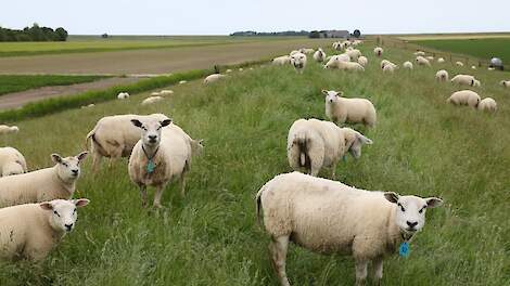 Schapen op een dijk in Groningen.