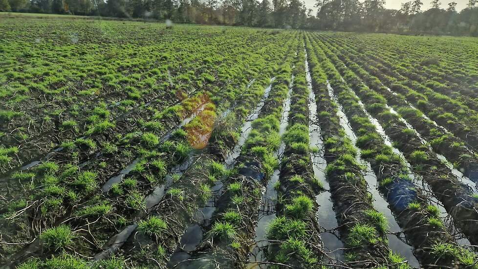 De aardappelen van Dennis Wolsink onder water.