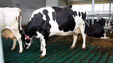 De groen vlag vloer levert een ondernemer punten op voor de Maatlat Duurzame Veehouderij.