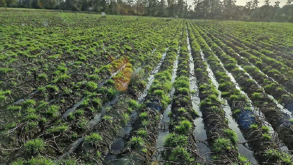 De aardappelen van Dennis Wolsink onder water.