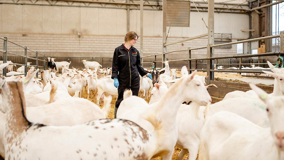 Volgens Anne-Riet Boerenkamp gebeurt het te vaak dat mensen iets invullen voor de ander in plaats van het gewoon te vragen. Dat geldt ook voor geitenhouders en hun medewerkers.