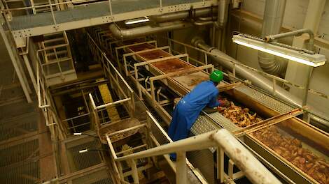 De invoer van cichorei in de fabriek in Roosendaal.