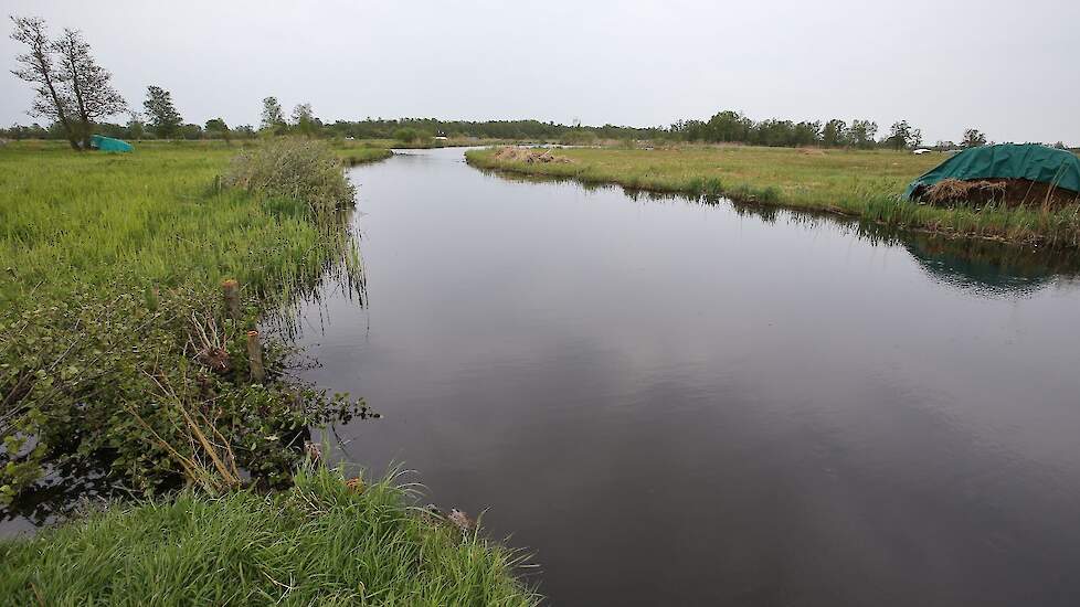 De Wierden.