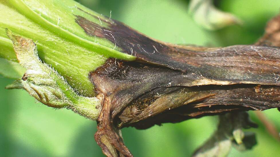 Erwinia in een aardappelplant