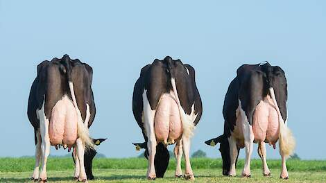Drie 100.000 kilogram-koeien die model staan voor het type koe dat Vivax Genetics nastreeft. De linker koe is grootmoeder van Mercure. Alle drie de koeien hebben inmiddels meer dan 140.000 kilogram melk gegeven en zijn nog in productie.