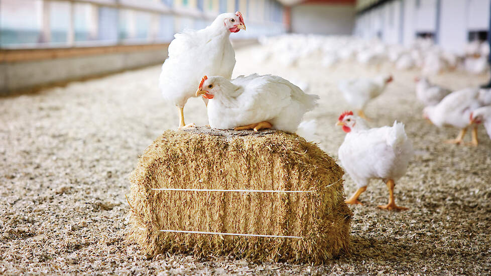 „Bij 1 ster Beter Leven-vleeskuikens is strooiselkwaliteit geen goede graadmeter voor darmgezondheid en coccidiose-druk”, waarschuwt pluimveedierenarts Philippe Gelaude van Elanco Animal Health.