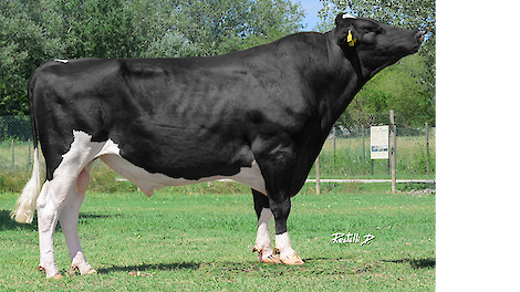Batenburg Ginstream (v. Topgear) kreeg zijn eerste index op basis van dochters en behaald 235 NVI. De stier heeft de veelgevraagde aAa-code 165 en is daarmee een uitzondering in de top van de NVI-lijst met vooral veel stieren met codes 2, 3 en 4.