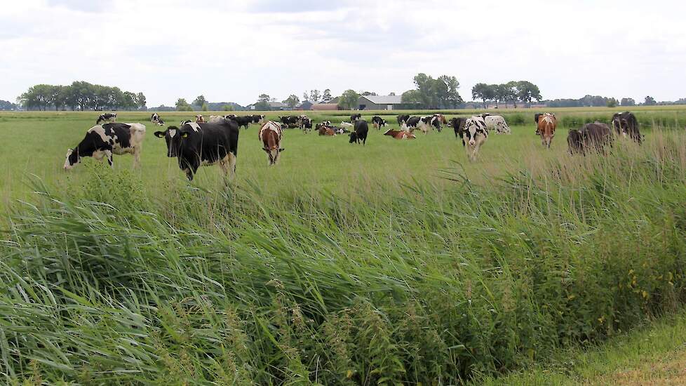 Beeld ter illustratie: Koeien in de wei nabij Groningen. Dit is niet het bedrijf van Jos.