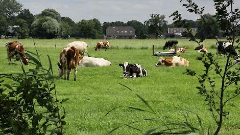 'Veluwse' koeien in de wei in Putten.