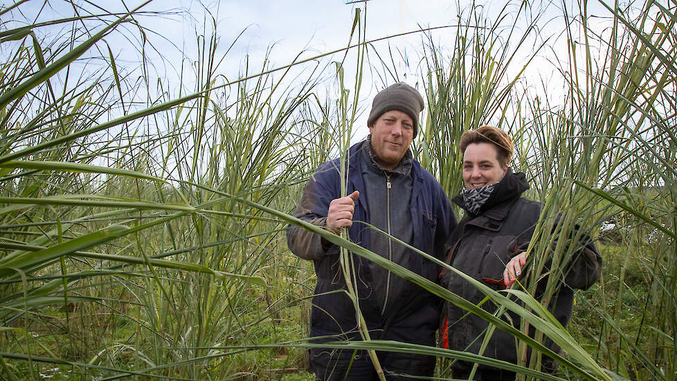 Koos en Jaimy Vos zitten als PAS-melder helemaal klem. Het liefst stoppen ze met melken en gaan ze mammoetgras verbouwen voor biobased bouwmaterialen.