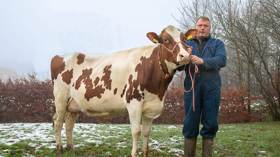 Harrie Tijhuis had al vroeg in de gaten dat hij met Twente Dairies Incredibull Mel een potentiële kampioen in zijn stal had.