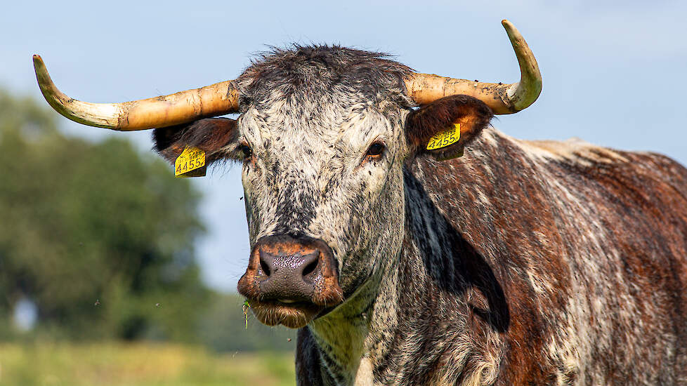 De familie Hutten uit Haarle (OV) stapte over van melkvee naar vleesvee, waaronder Engelse Longhorns. Het zijn rustige en gemakkelijke dieren, ervaart de familie. Beeld: Ellen Meinen