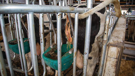Het CowToilet heeft een voorlopige emissiefactor van 8,4 kilo per koe per jaar.  Met de voorlopige emissiefactor kon Hanskamp het product al wel gaan verkopen bij veehouders.