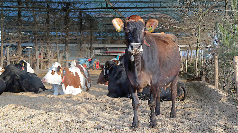 De vrijloopstal past goed in het plaatje van een dierwaardige veehouderij met veel leef- en beweegruimte. De zachte ondergrond is goed voor klauwen en poten.