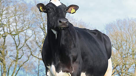 Goede koeien dienen volgens aAa-analist Jan Schilder te beschikken over grote, open neusgaten, een sterke kaak en een brede muil.