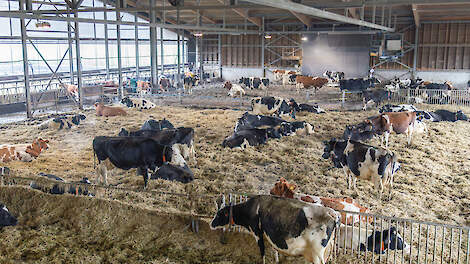De droge koeien (voorgrond) en de melkkoeien zitten in een stropotstal. Het achterste deel is ingericht met een zandbedbodem van Hanskamp.