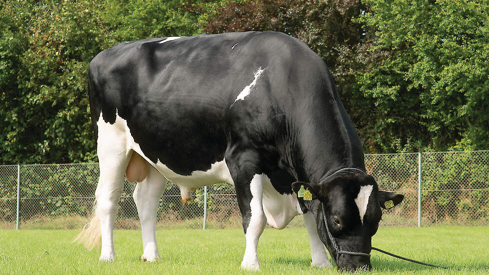 Gehaltenspecialist Vh Balisto Brook (v. Balisto) stijgt naar de derde plaats. Hij verbetert zijn fokwaarde van benen van 99 naar 102. Verder blinkt de stier uit in gezondheidseigenschappen.