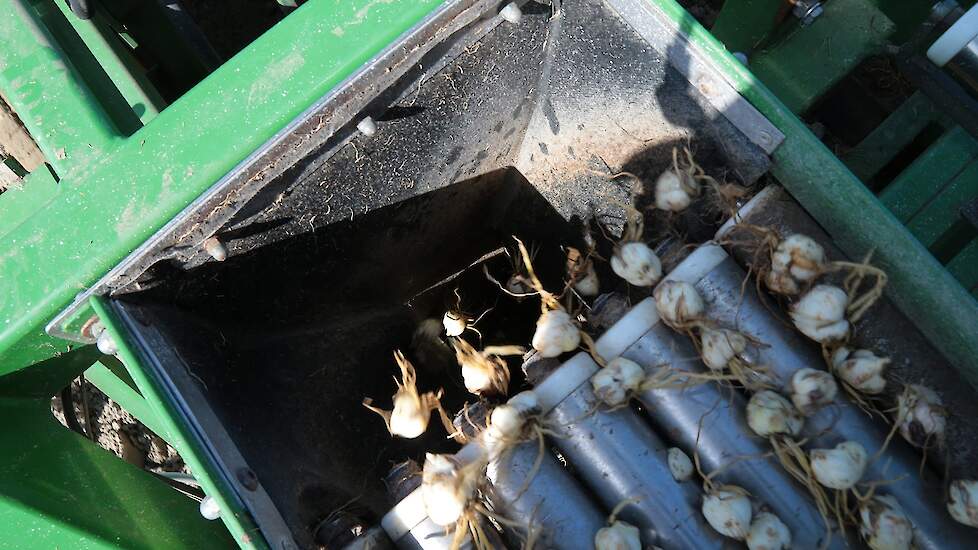 Leliebollen planten