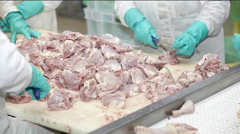 Door de grote import van tariefvrije Oekraïense kipfilets en andere kipdelen is er prijsdruk op de Nederlandse vleeskuikenmarkt sinds half oktober.
