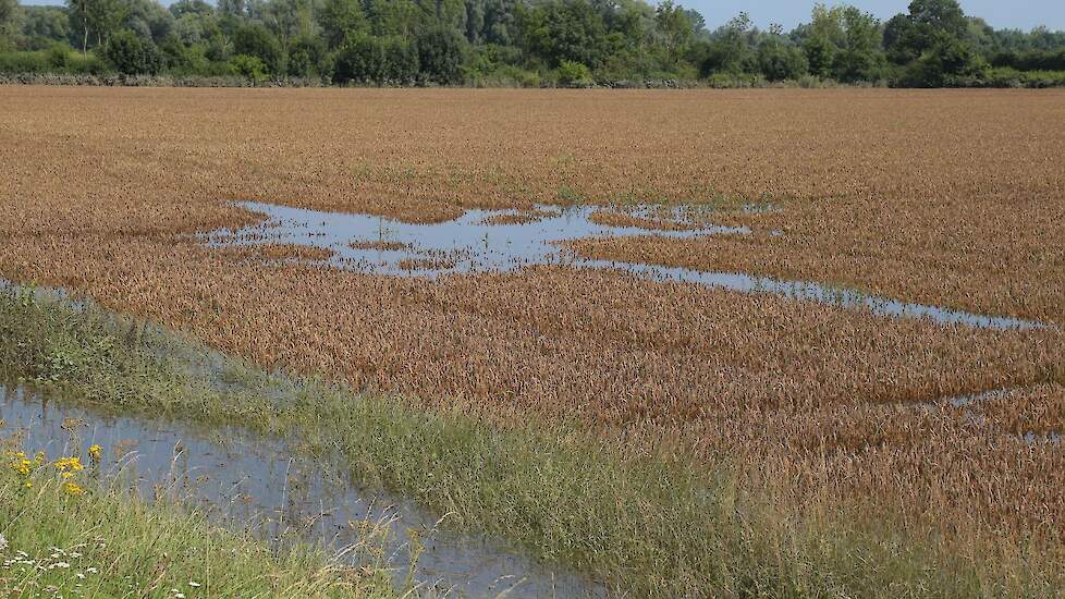 Beeld ter illustratie. Wateroverlast.