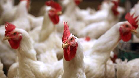 Op een vleeskuikenouderdierenbedrijf in Veurne, vlakbij de Franse grens in de Belgische provincie West-Vlaanderen is vrijdag 29 december hoog pathogene vogelgriep vastgesteld. Beeld ter illustratie.