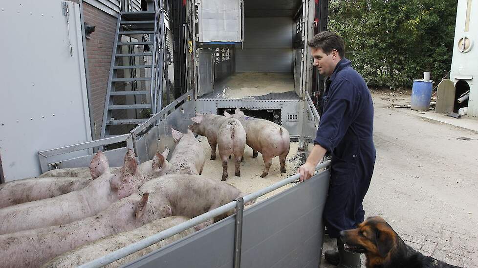 „Er is een zeer ruim aanbod aan vleesvarkens met oplopende gewichten", zegt een woordvoerder van Vion. Beeld ter illustratie.