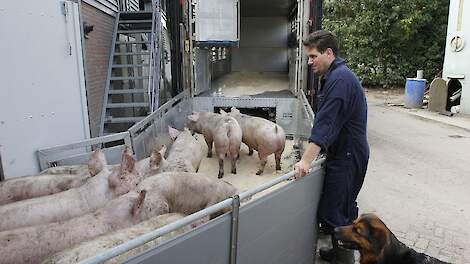 „Er is een zeer ruim aanbod aan vleesvarkens met oplopende gewichten", zegt een woordvoerder van Vion. Beeld ter illustratie.