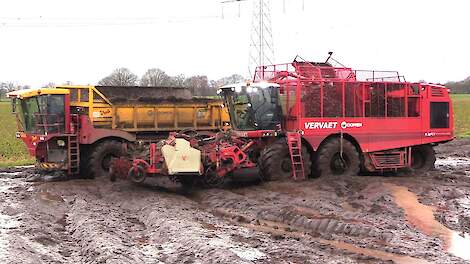 Cichorei oogst 2023  | Chicory harvest in the mud | Vervaet Chicory Eater 625 Vredo VT 3926 | modder