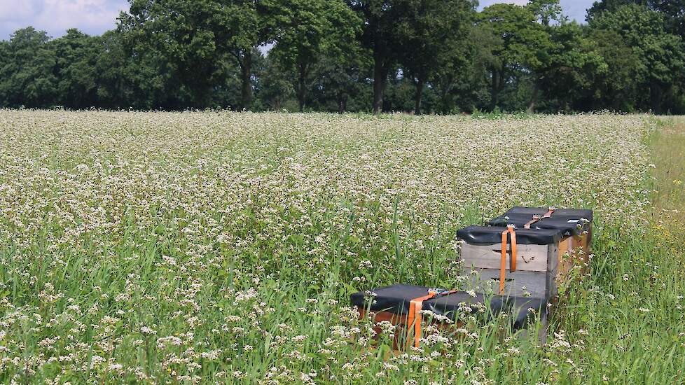 Bloeiende boekweit en bijenkasten