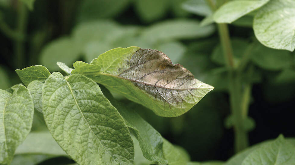 De ontwikkelingssnelheid van phytophthora is enorm. „De enige manier om de schimmel de baas te blijven, is zorgen dat de infectiedruk zo laag mogelijk blijft.”