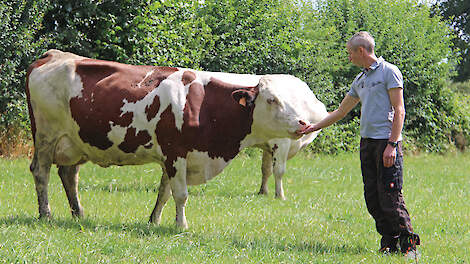Mede door zijn Montbéliarde-koeien realiseert Peters een hoge melkproductie. Dit ras past in zijn ogen heel goed in een biologische bedrijfsvoering. De koe beschikt over meer weerstand als ze wat mankeert.