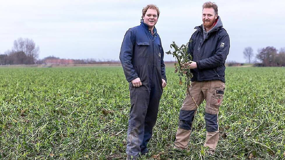 De broers Jaap Jan (r) en Henk Ras uit Den Bommel, hier in een perceel met groenbemesters, zijn één van de drie deelnemende melkveehouders.