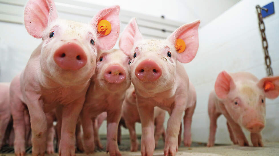 Gespeende biggen hebben al vaak neusinfecties en in het project werden regelmatig ook afwijkende neusschelpen vastgesteld.