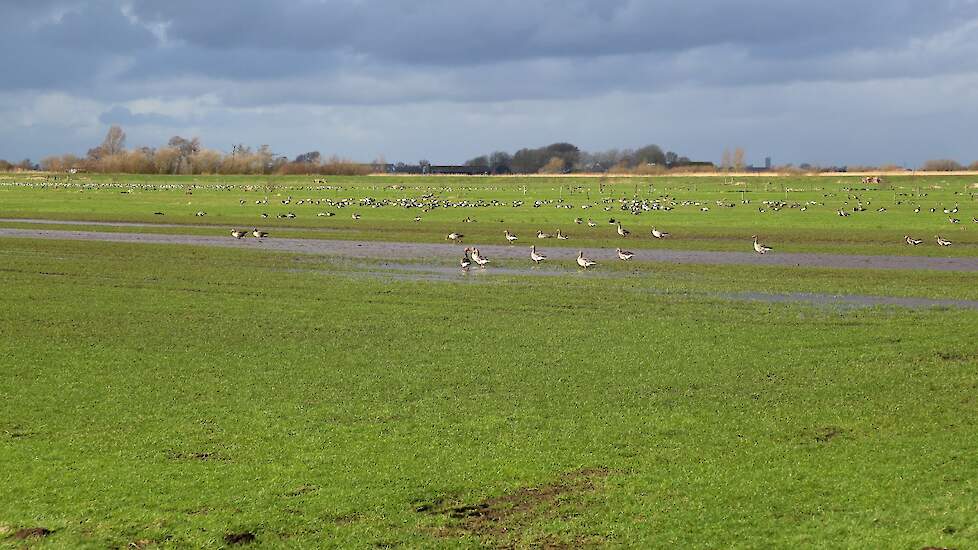 Beeld ter illustratie. Ganzen in de Friese natuur.