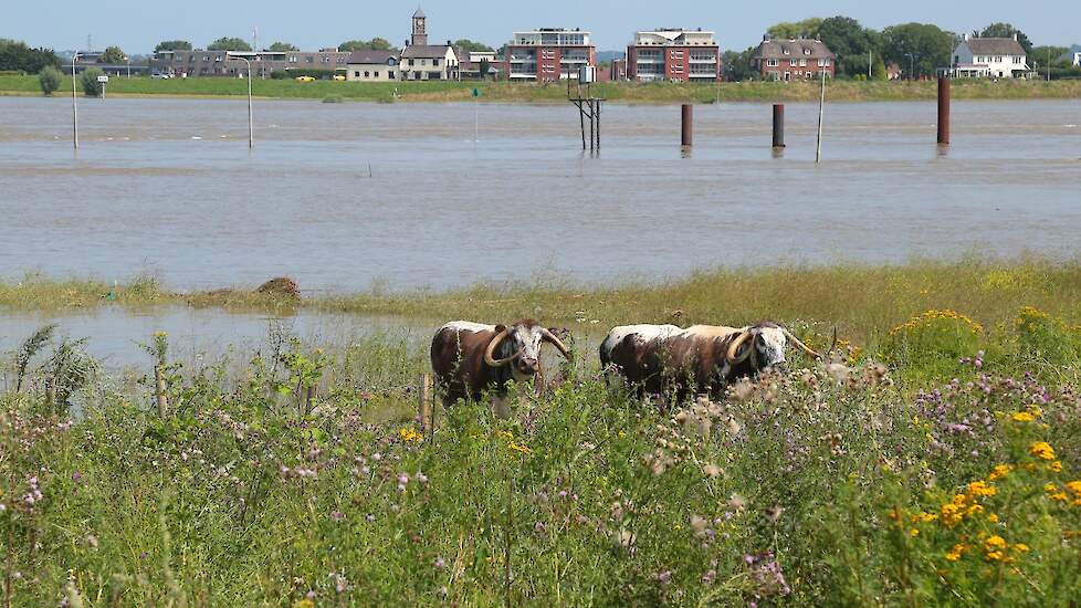 De Waal bij Druten. Archiefbeeld.