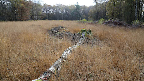 De waarneming ‘vergrassing in het hoogveen’ is volgens de Ecologische Autoriteit het bewijs dat het gebied verslechtert.