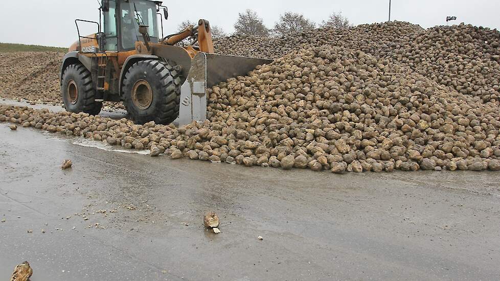 Bietenvoorraad op het terrein van Cosun Beet Company, archieffoto