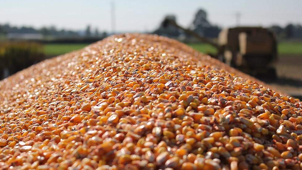 Voor een rendabele productie van droge korrelmaïs bieden vroege rassen het beste evenwicht tussen opbrengst en droogkosten. En vroeg kunnen oogsten blijkt in vele jaren een belangrijk voordeel.