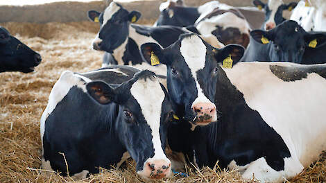 Meer leef- en bewegingsruimte voor koeien in de stal is een van de uitgangspunten van een meer dierwaardige veehouderij.