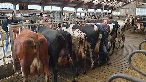 Wim Wijnhout bij een aantal Vimo-dochters die voor de bezoekende melkveehouders waren vast gezet aan het voerhek.