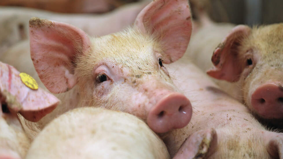 Zelfs de recordopbrengsten voor vleesvarkens en biggen gaan grotendeels op aan kostprijsverhogende aspecten.