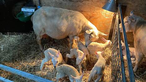 De zesling van het schaap van Klaas en Ankie de Haan